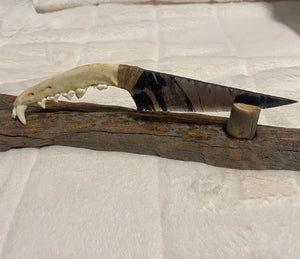 Translucent Obsidian Knife with Coyote Jaw Handle